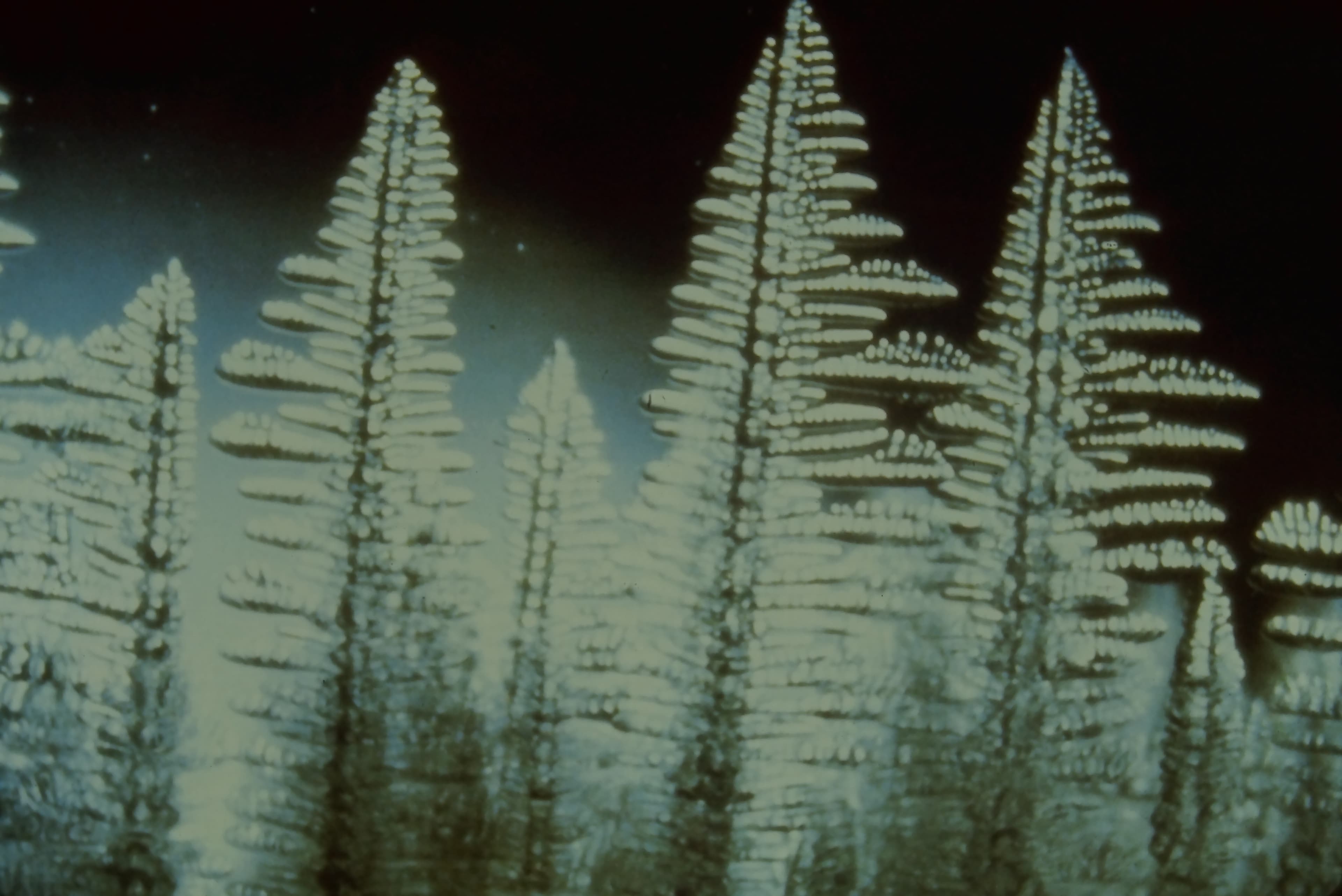 Dendrite structure in cast material showing tree-like crystal growth during solidification