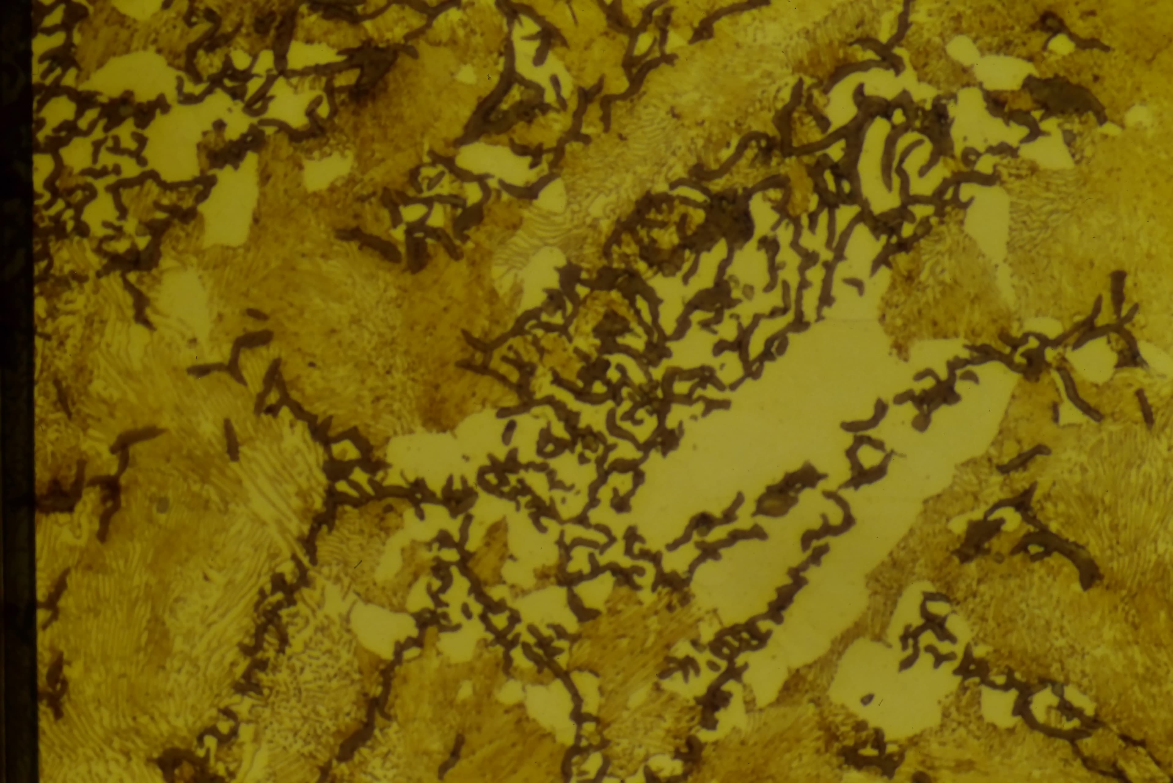 Gray cast iron at high magnification showing graphite flakes and matrix structure