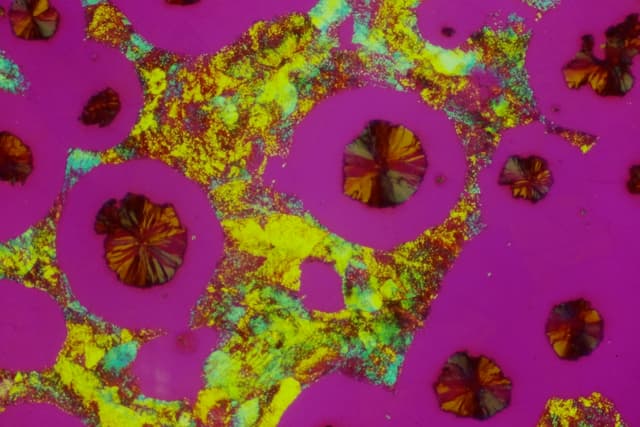 DIC microscopy image showing advanced imaging techniques