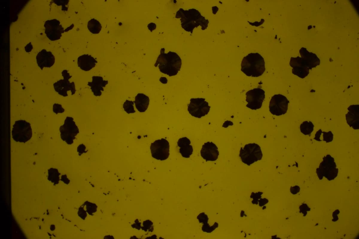 Nodular cast iron microstructure showing spheroidal graphite and matrix structure, properly prepared