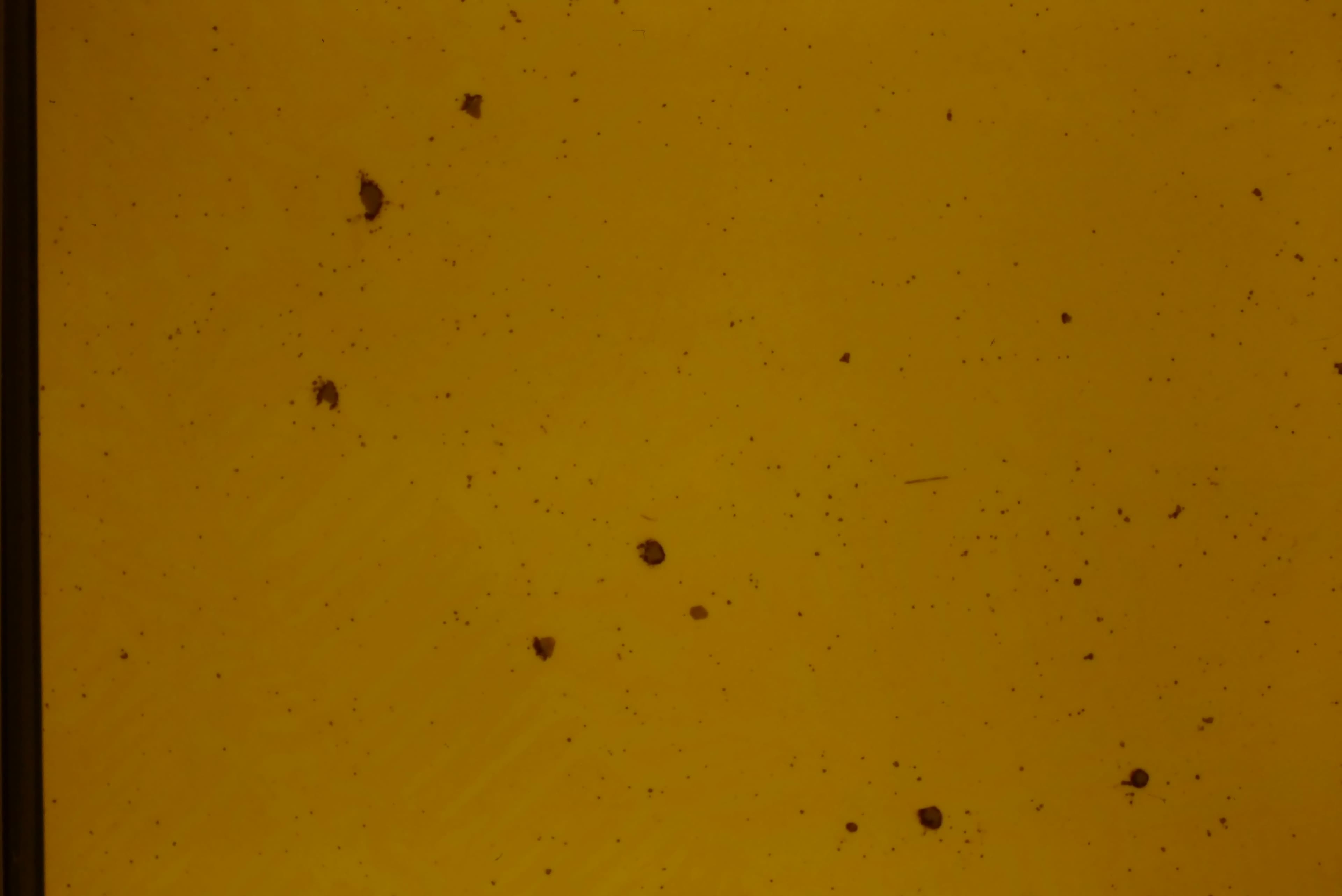 White cast iron microstructure showing cementite and pearlite structure